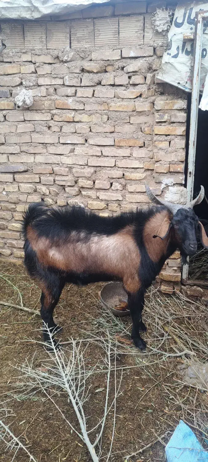 چپش آلپاین|حیوانات مزرعه|اردکان, |دیوار