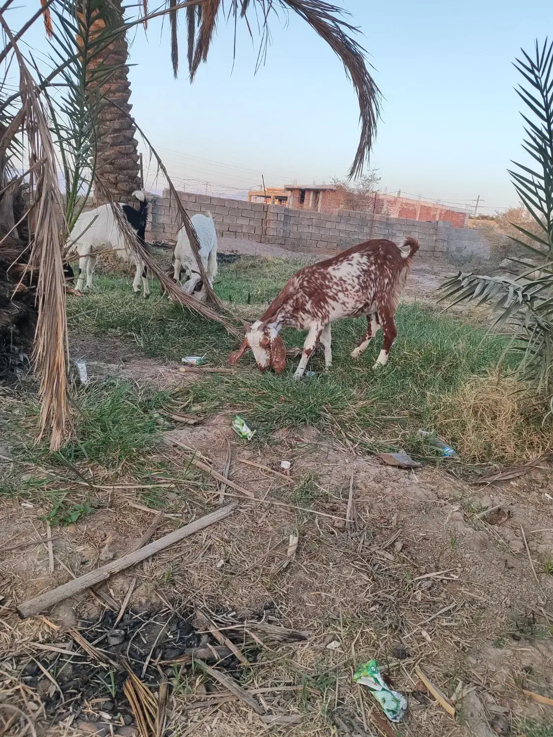 7راس بز پاکستانی ابستن|حیوانات مزرعه|جیرفت, |دیوار