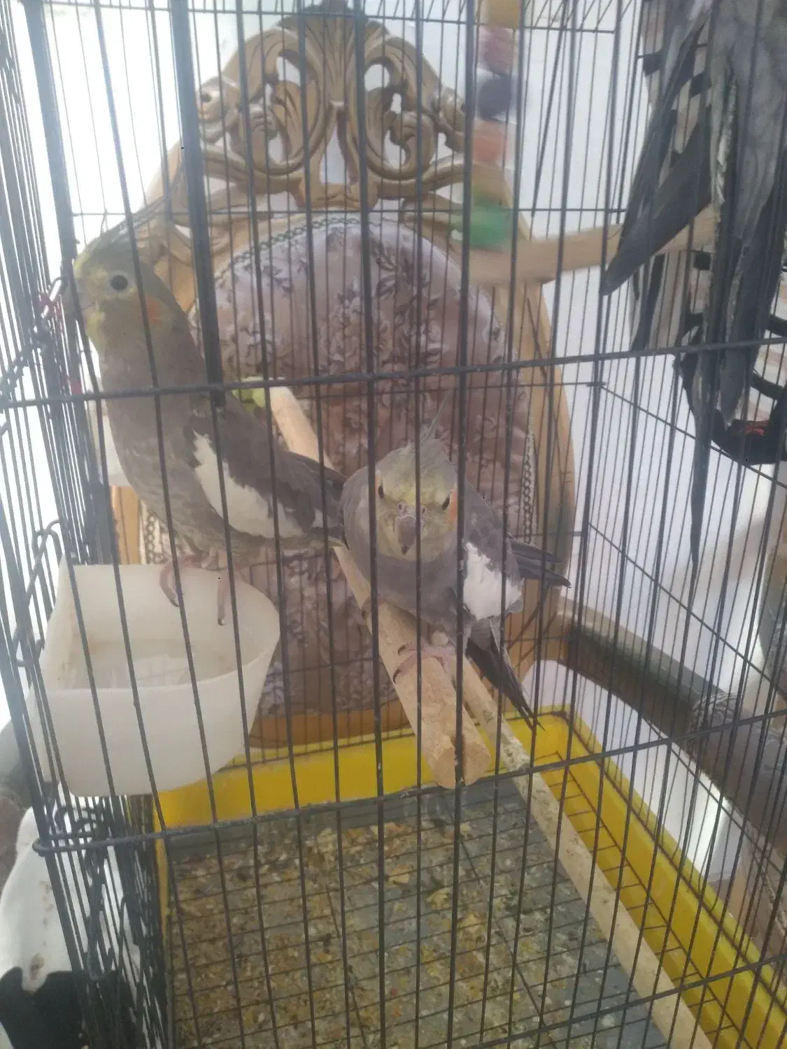 سه عدد عروس دستی|پرنده|اقبالیه, |دیوار