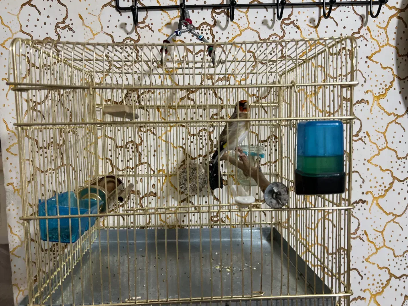 سقا سهره کرمانشاهی|پرنده|کرمان, |دیوار