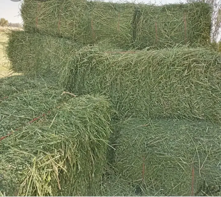 یونجه پرس شده درجه ۱|عمدهفروشی|خرمدشت, |دیوار