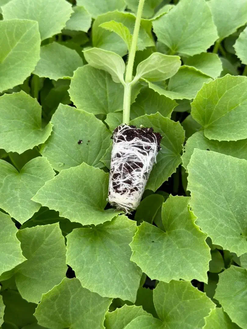 نشا گوجه بادمجان هندوانه ملون جانا و...|خدمات باغبانی و درختکاری|جیرفت, |دیوار