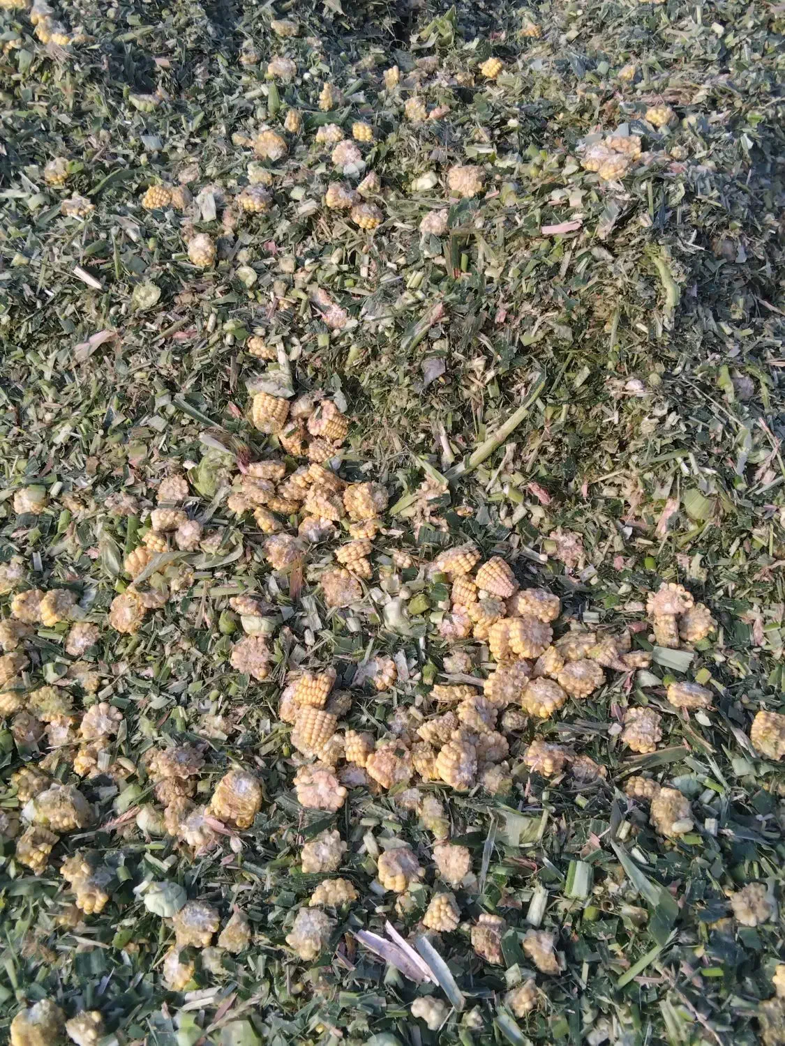 خوراک دامی|لوازم جانبی حیوانات|رشت, معلم|دیوار