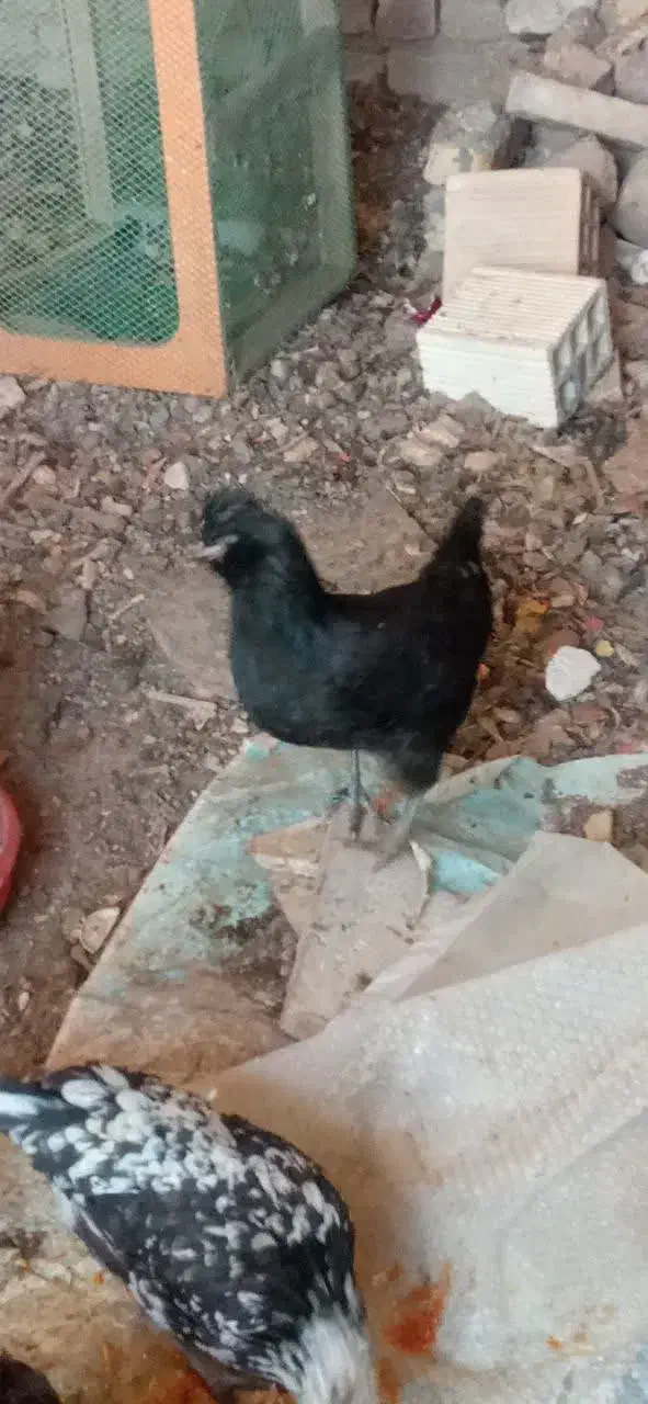 مرغ وخروس گلین وبرهما|حیوانات مزرعه|باغ بهادران, |دیوار