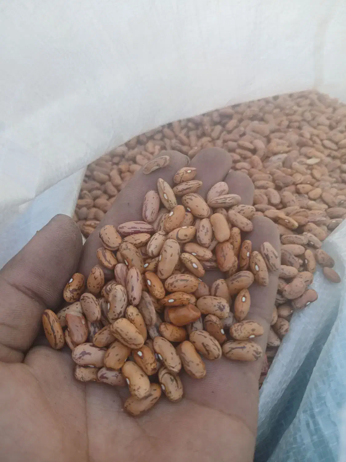 لوبیا قرمز و چیتی و عدس|خوردنی و آشامیدنی|اندیمشک, |دیوار