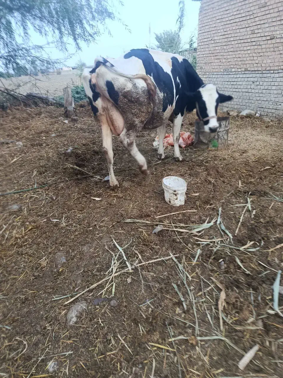 گاو|حیوانات مزرعه|رامیان, |دیوار