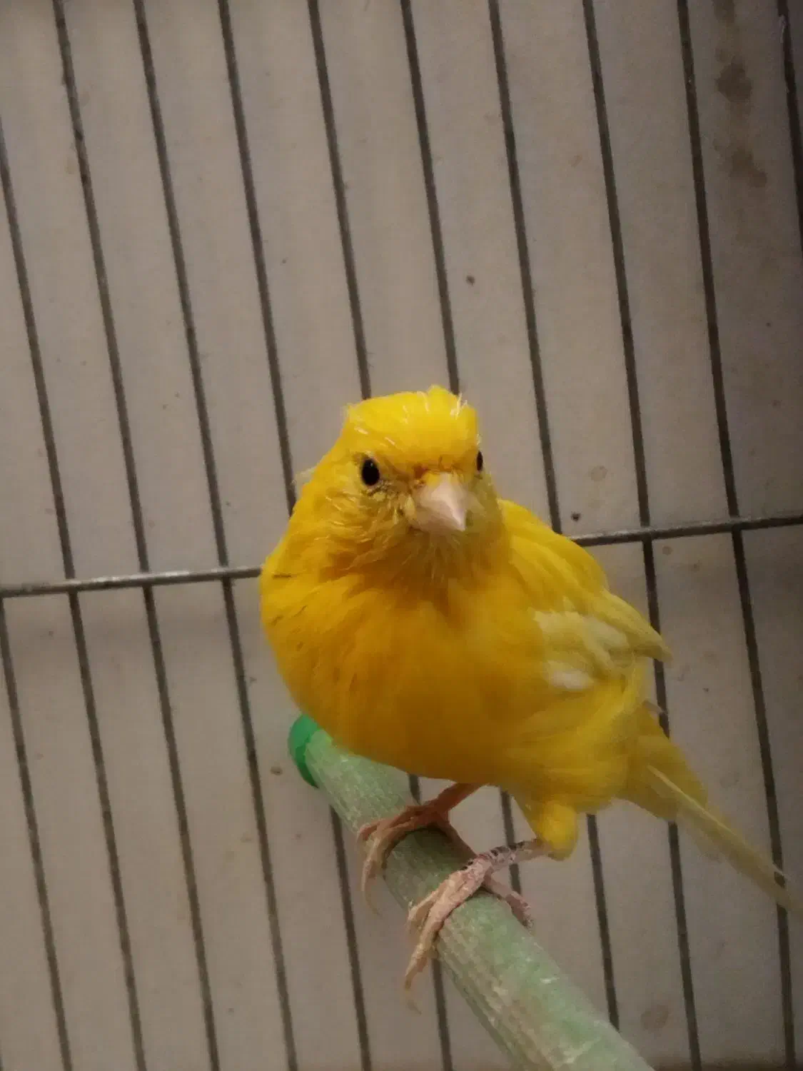 ماده قناری جوان + قناری نر|پرنده|خمینی‌شهر, |دیوار