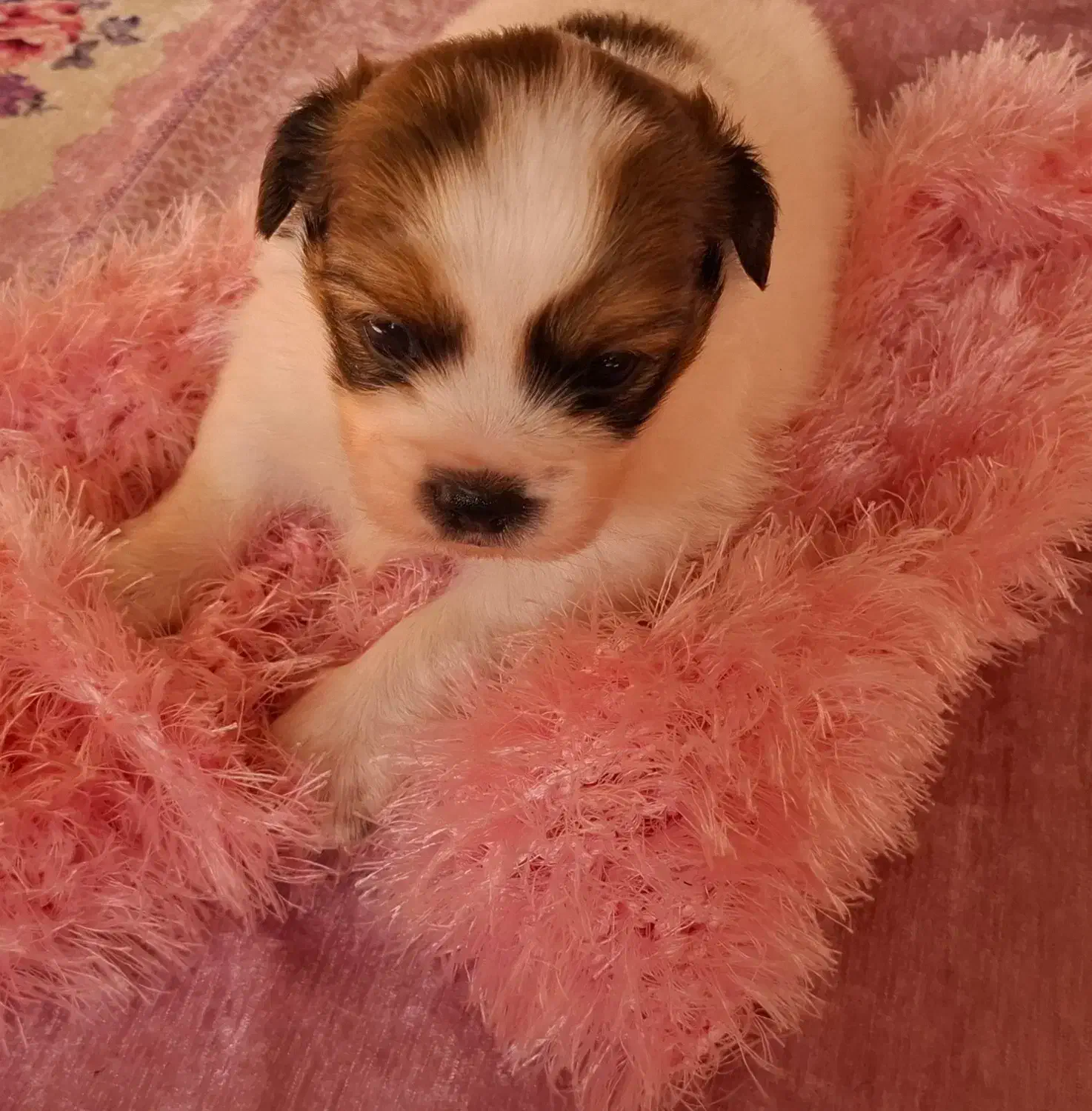 سگ آپارتمانی|سگ|سمنان, |دیوار