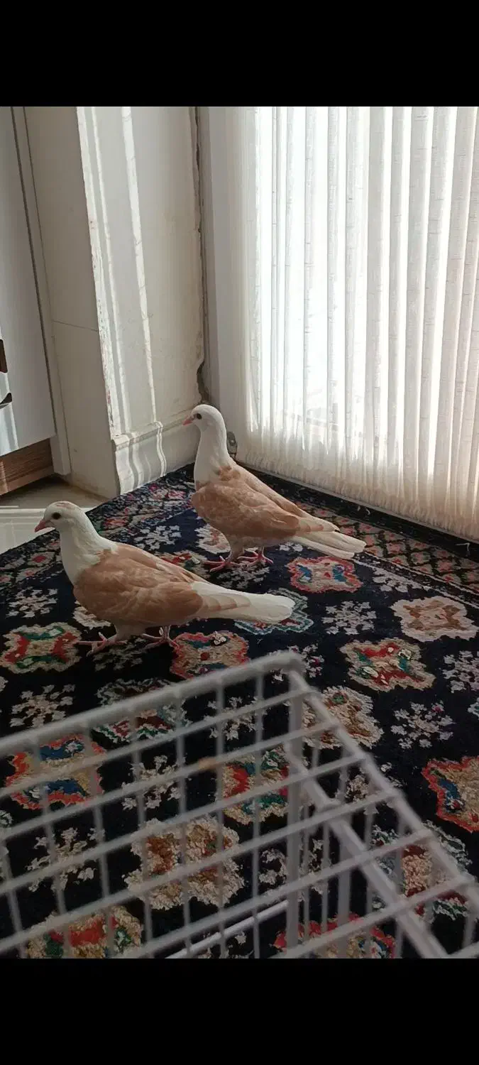 کله سفید کربلایی|پرنده|فردوس (خراسان), |دیوار