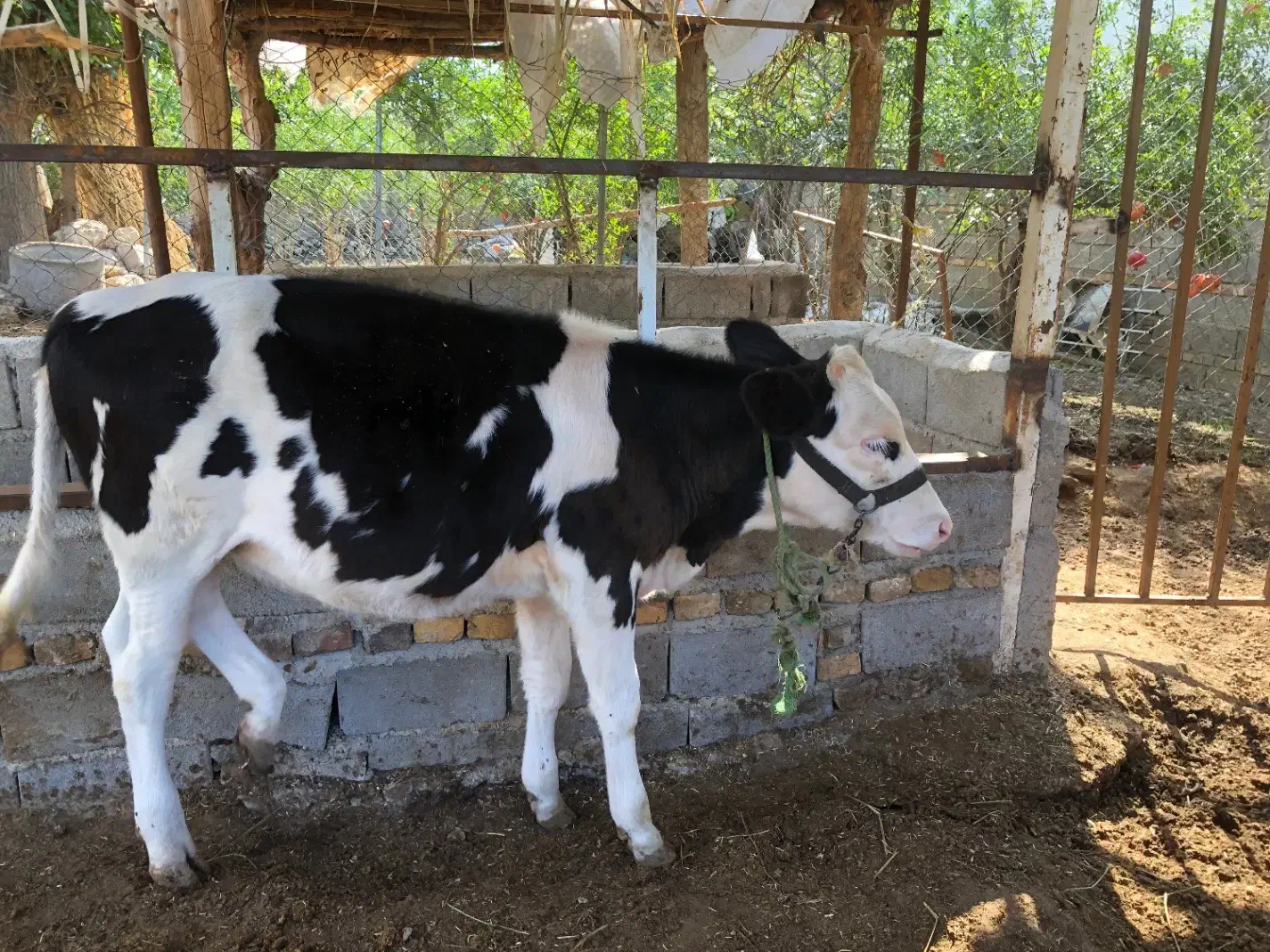 گوساله|حیوانات مزرعه|رامیان, |دیوار