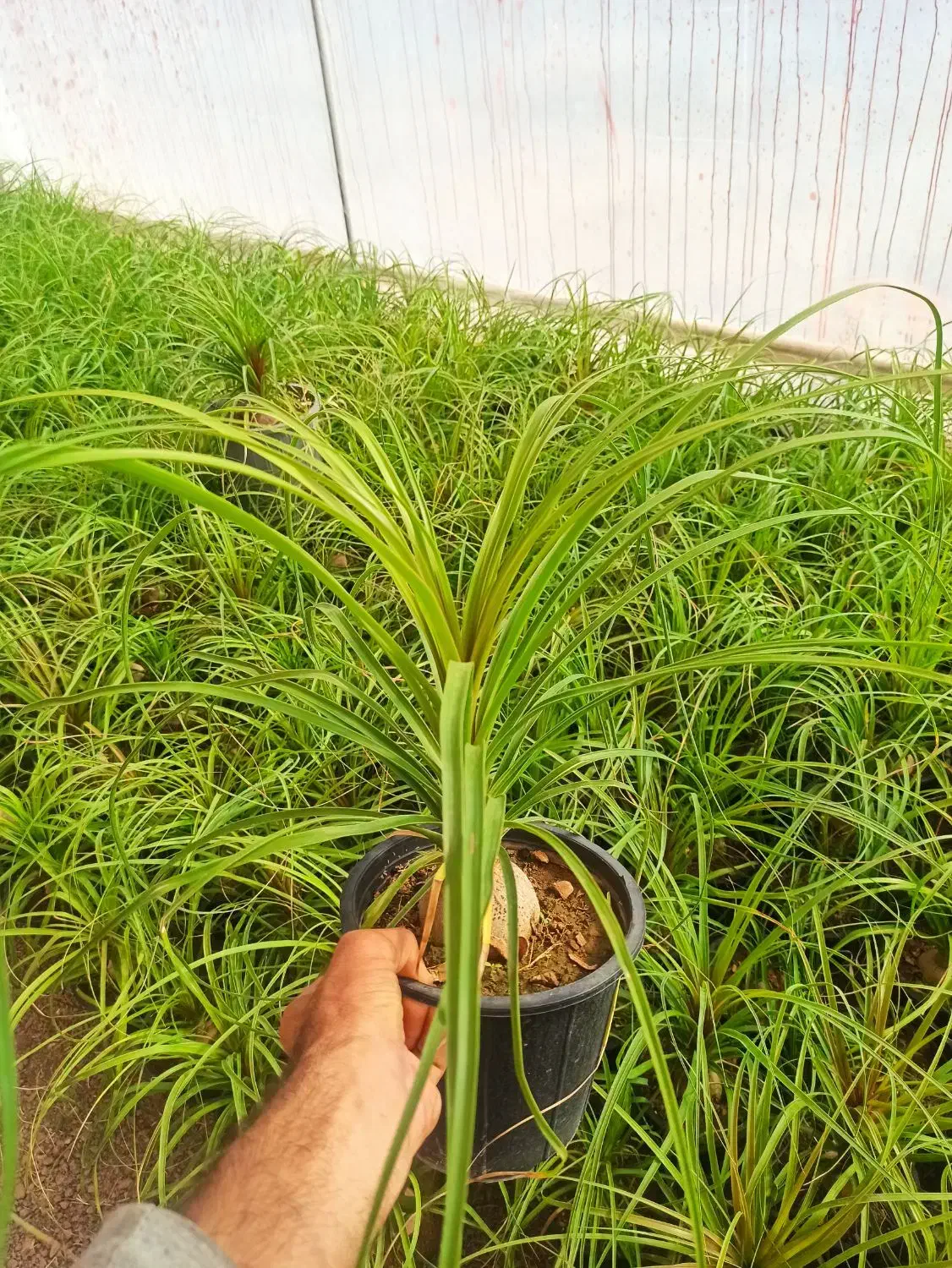 گل آپارتمانی قیمت 50|گل و گیاه طبیعی|محلات, |دیوار