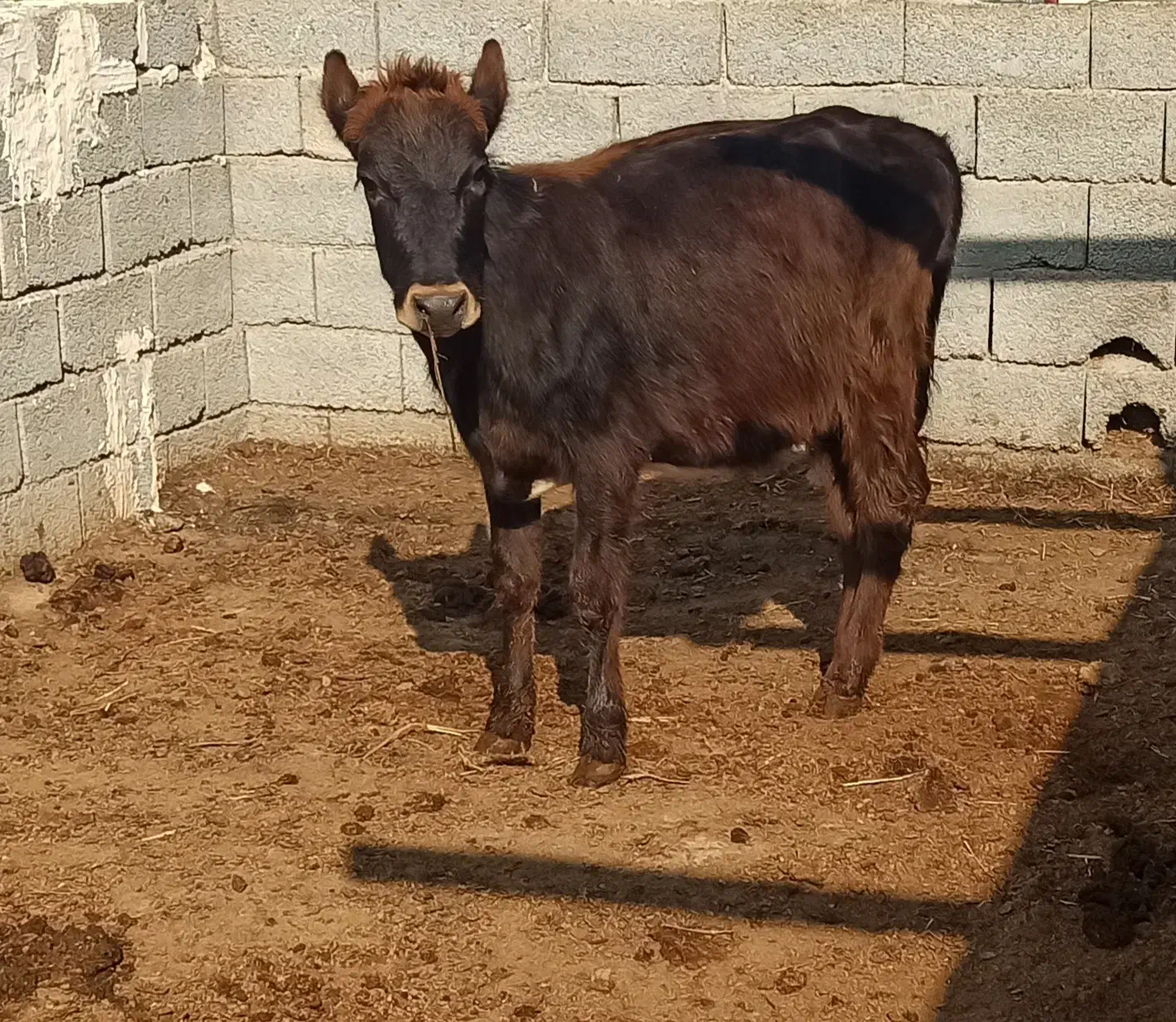 گوساله|حیوانات مزرعه|اسلام آباد, |دیوار