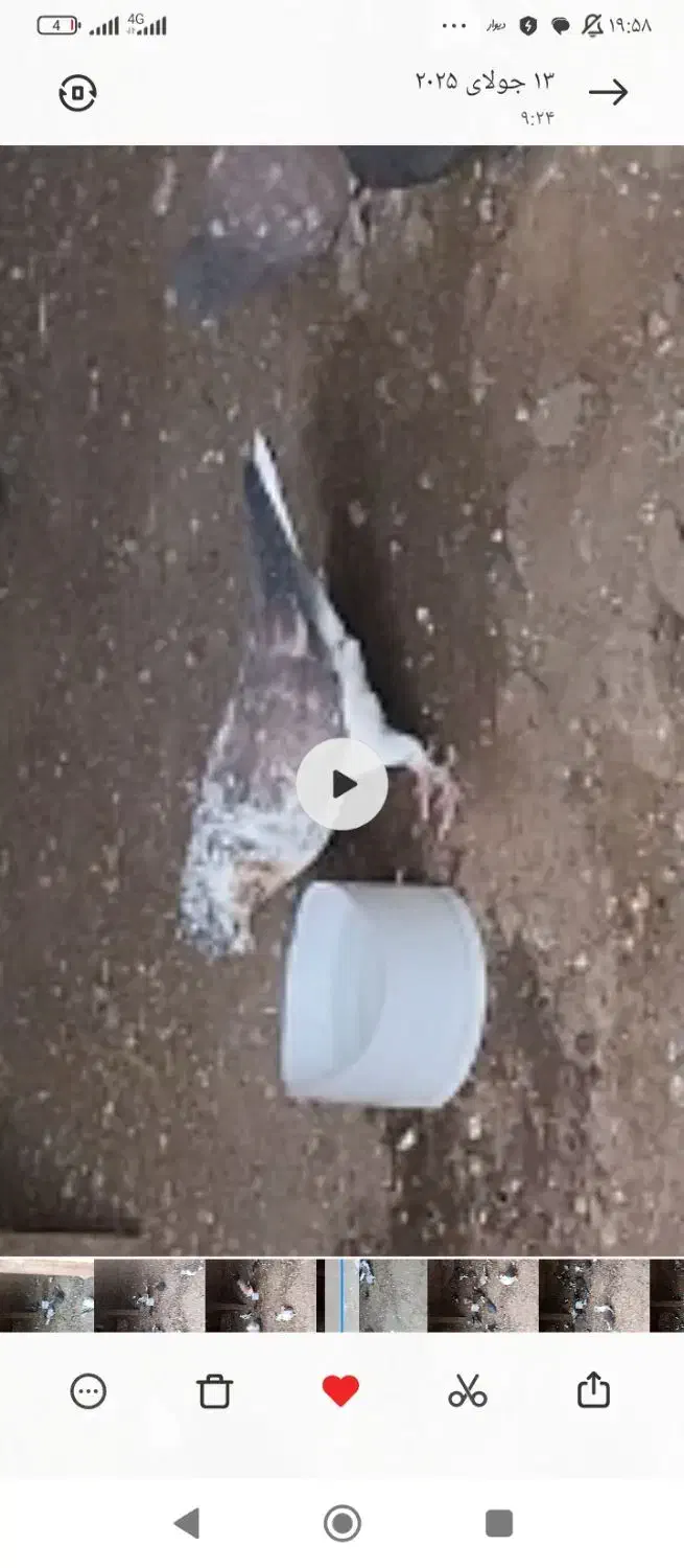 کبوتر سوسگی|پرنده|ایجرود, |دیوار