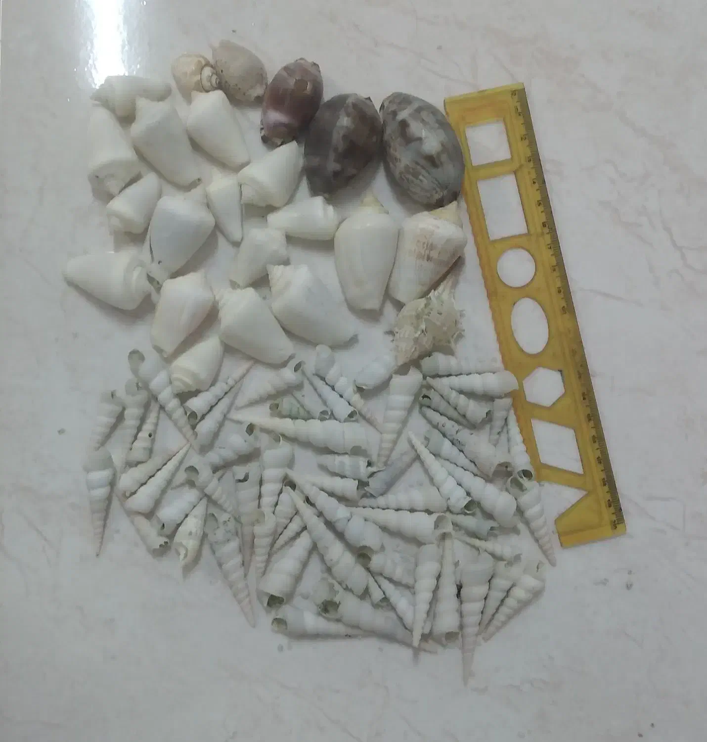 صدف آکواریوم|ماهی|تهران, سبلان (لشگر)|دیوار