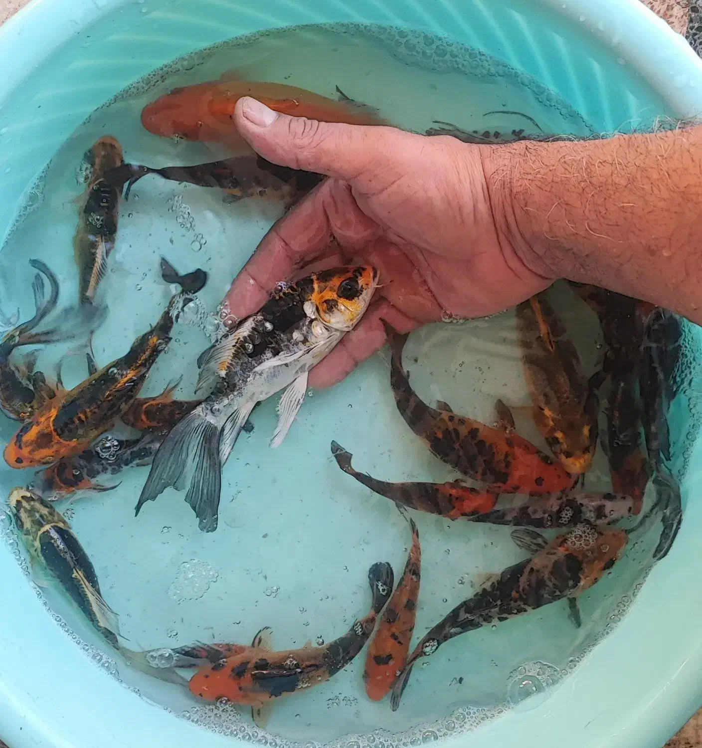 ماهی|ماهی|اصفهان, نصرآباد|دیوار