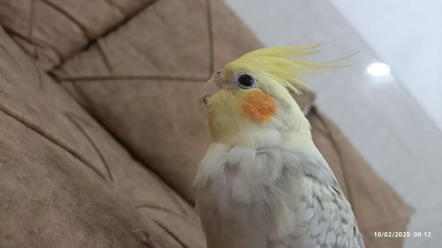 گم شده|حیوانات|میبد, |دیوار