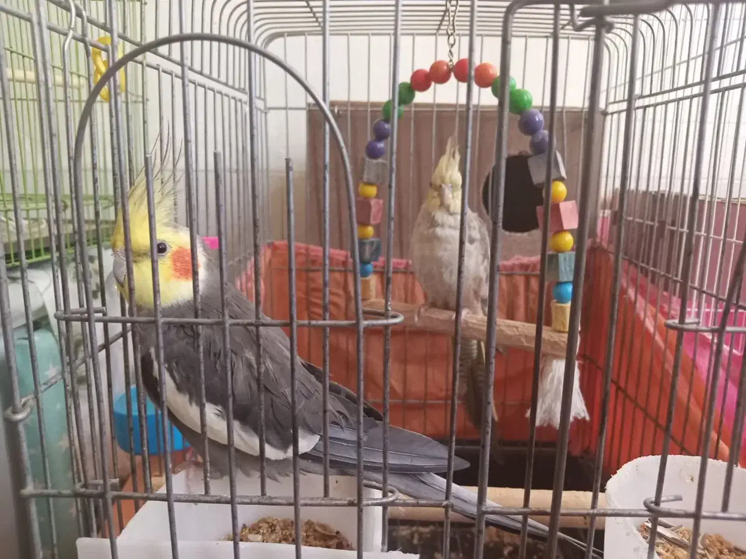 عروس هلندی نر و ماده|پرنده|یزد, |دیوار