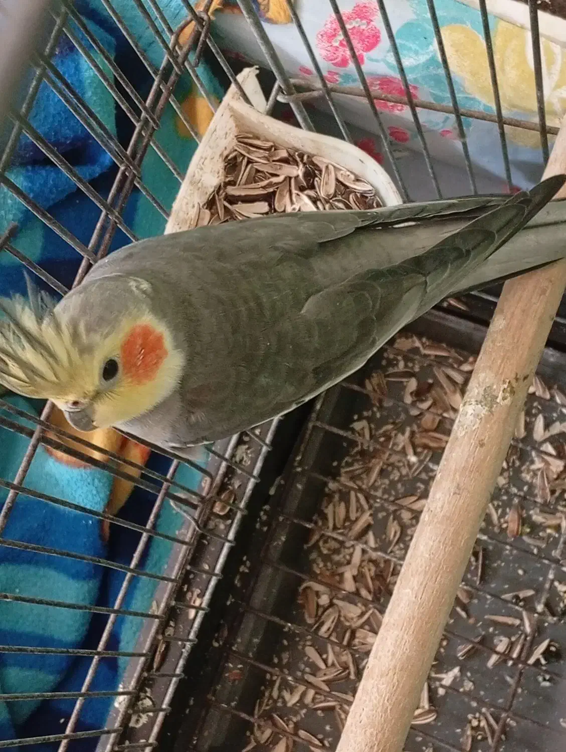 فروش ومعاوض|پرنده|بندرعباس, |دیوار