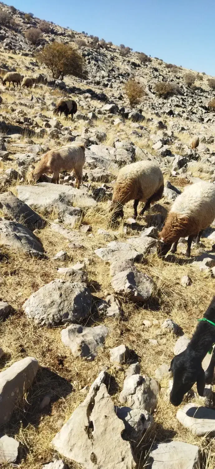 میش داشتی|حیوانات مزرعه|بیلوار, |دیوار