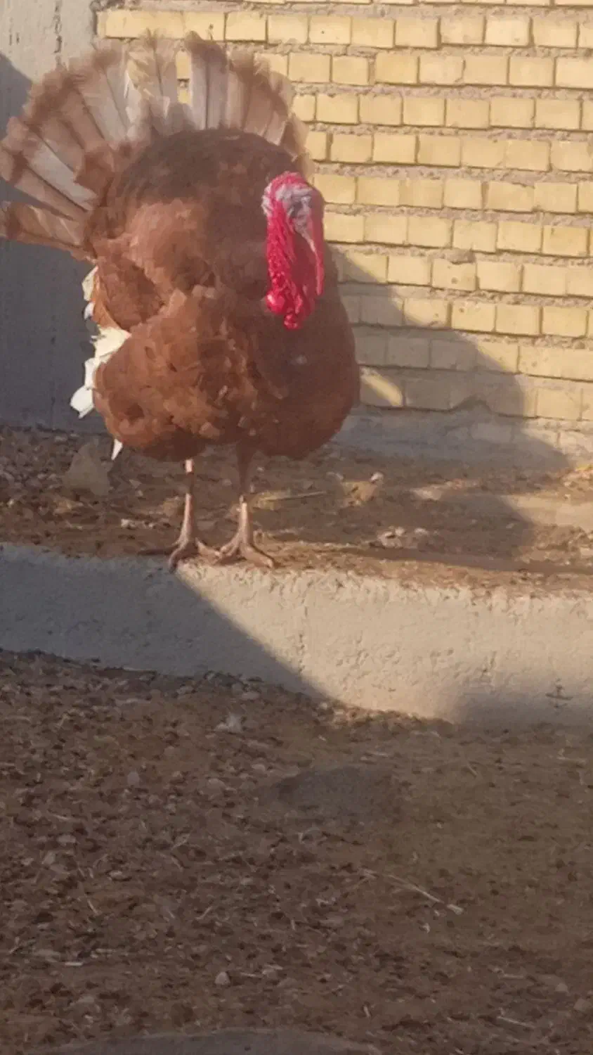 فروش یک جفت بقلمون تخم گزار|حیوانات مزرعه|بندر ماهشهر, |دیوار