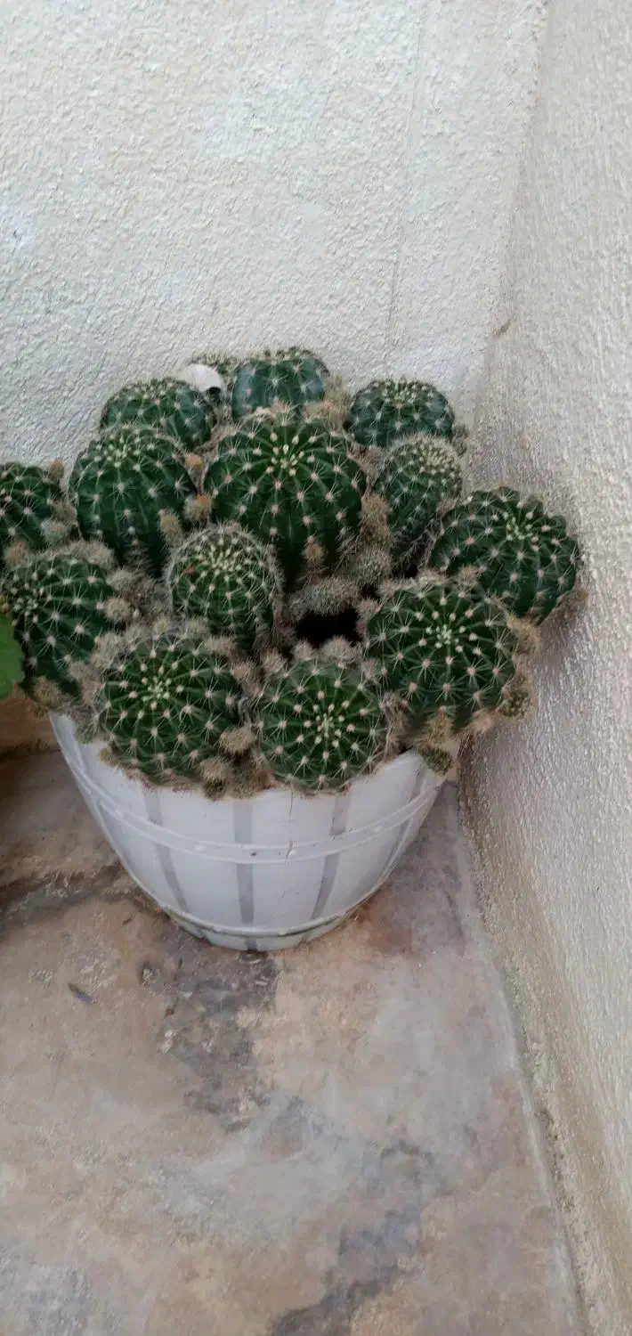 گل با گلدون پر قشنگ|گل و گیاه طبیعی|بهشهر, |دیوار