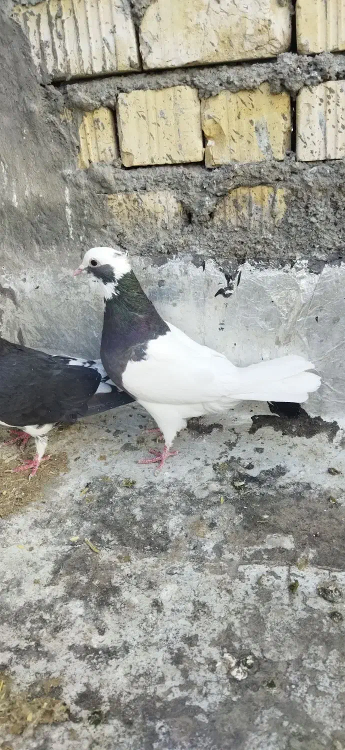 حیوون|حراج|فسا, |دیوار