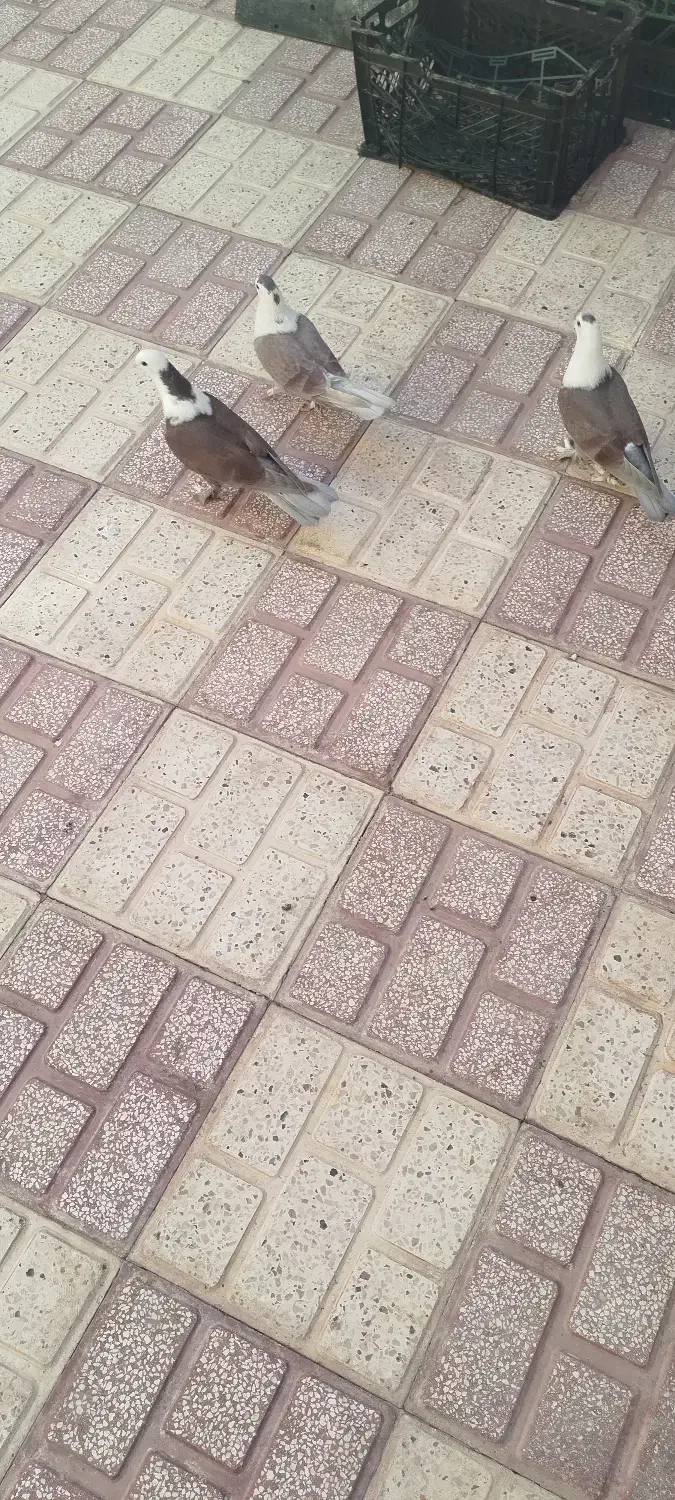 کله سفید|پرنده|سبزوار, قلعهنو دهزار|دیوار