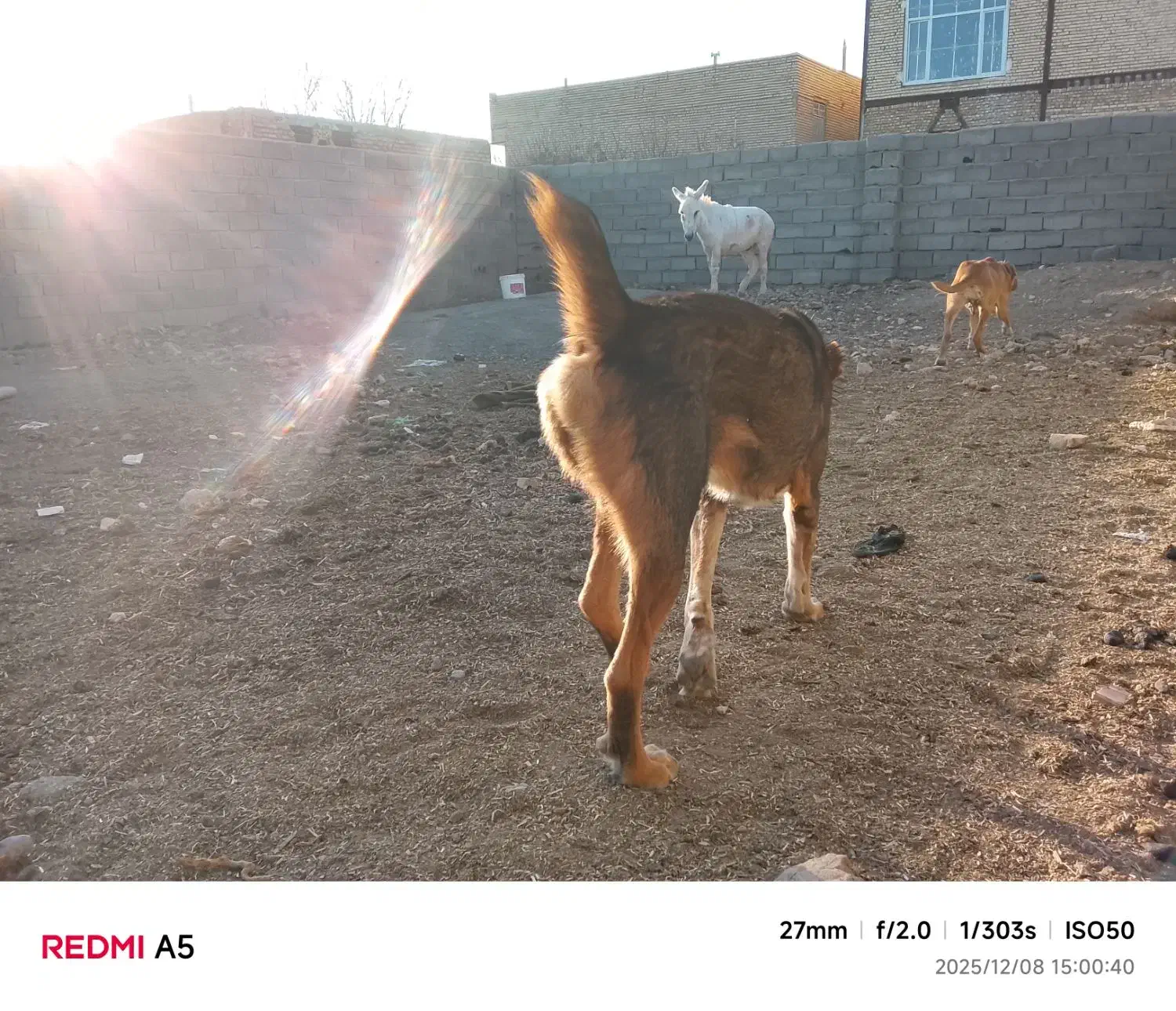 سگ افغان|سگ|قلندر آباد, |دیوار