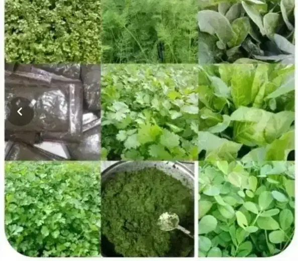 سبزی|خوردنی و آشامیدنی|رامهرمز, |دیوار