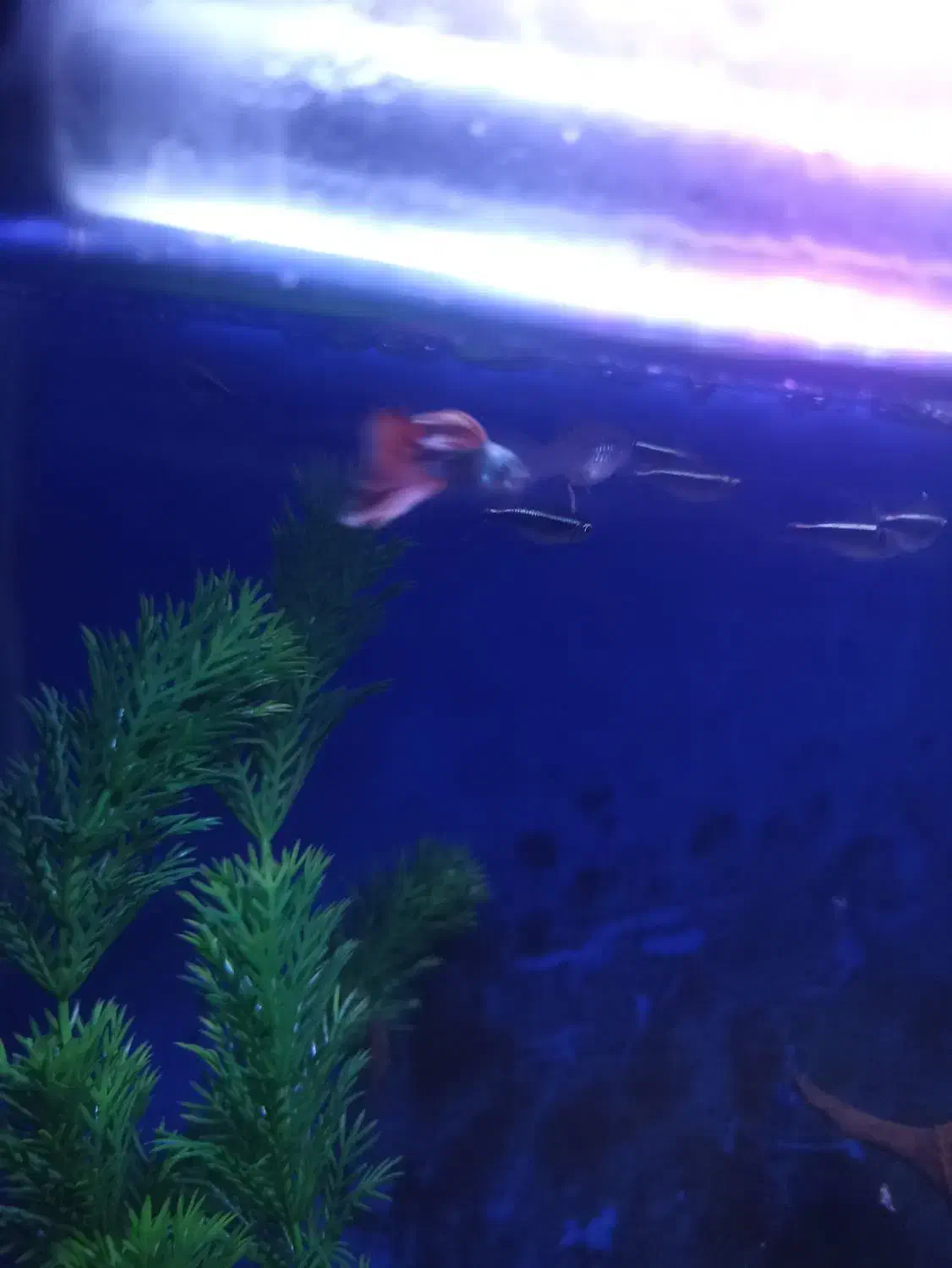 ماهی گوپی نرو ماده مولد|ماهی|چهاردانگه (تهران), |دیوار