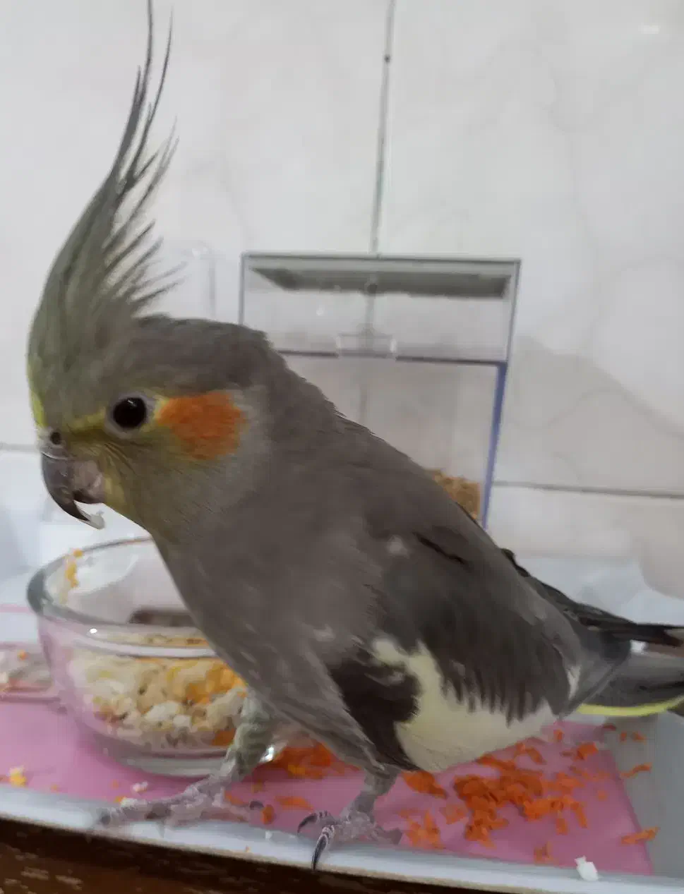 عروس هلندی ماده دستی|پرنده|سپیدان, |دیوار