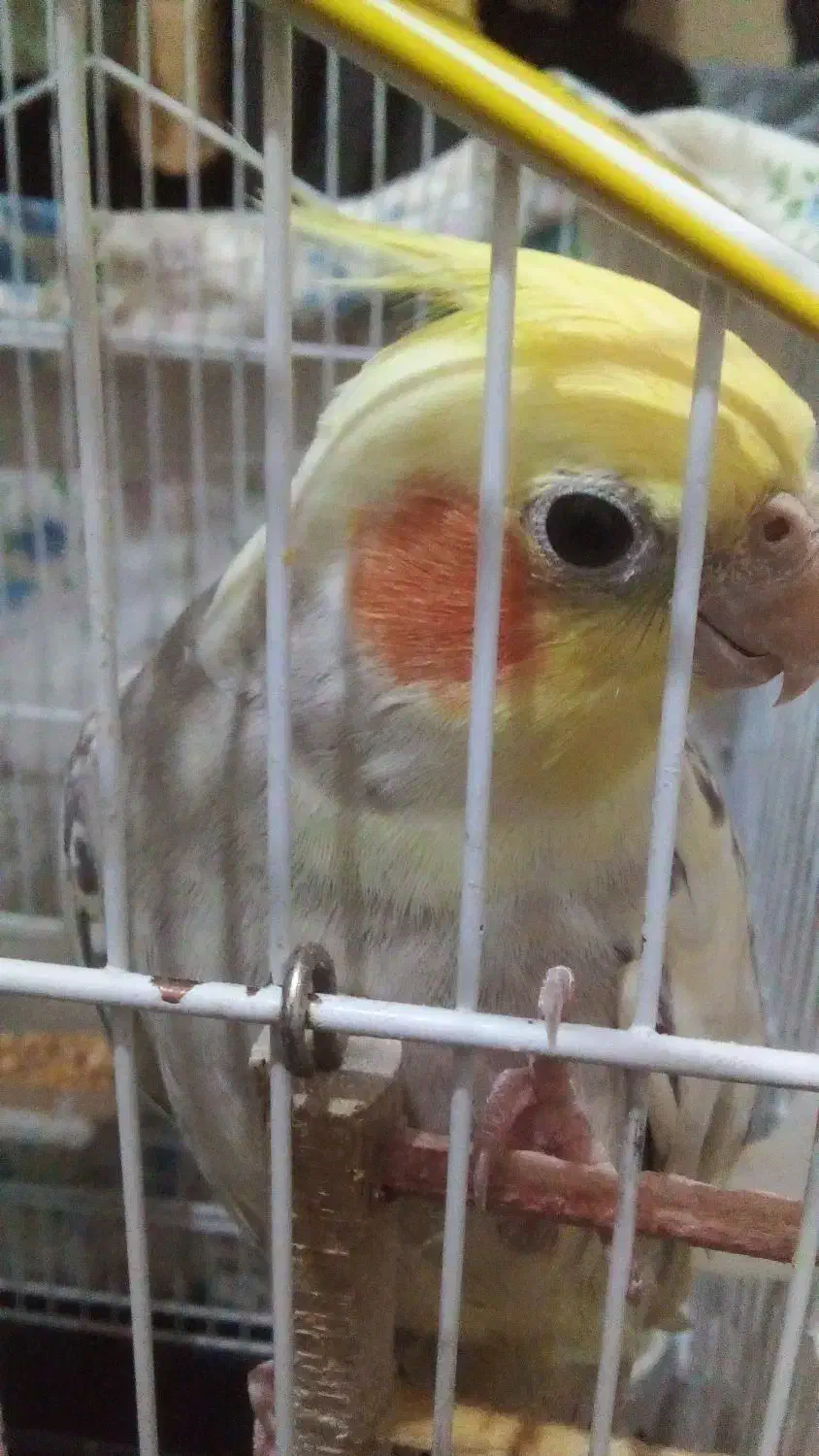 عروس هلندی نر|پرنده|مبارکه, |دیوار