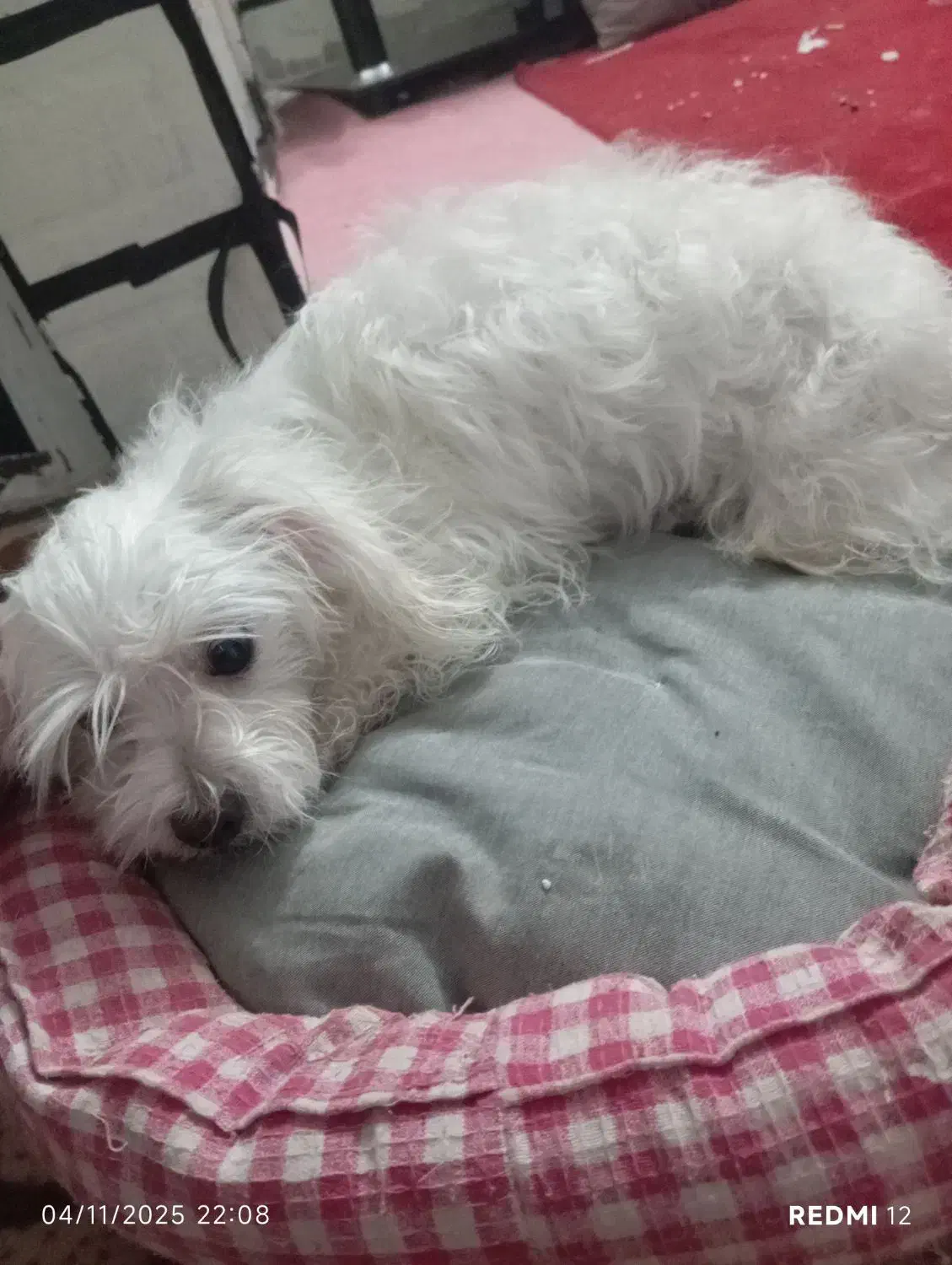 سگ  پاکوتاه|سگ|محمدیه-قزوین, |دیوار