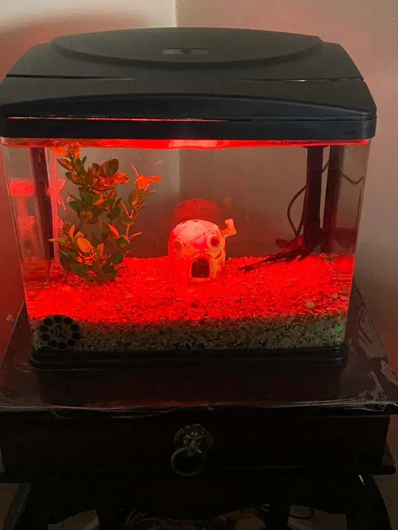 آکواریوم ماهیران طول۳۸ عرض ۲۱ ارتفاع۳۳|ماهی|تهران, لویزان|دیوار