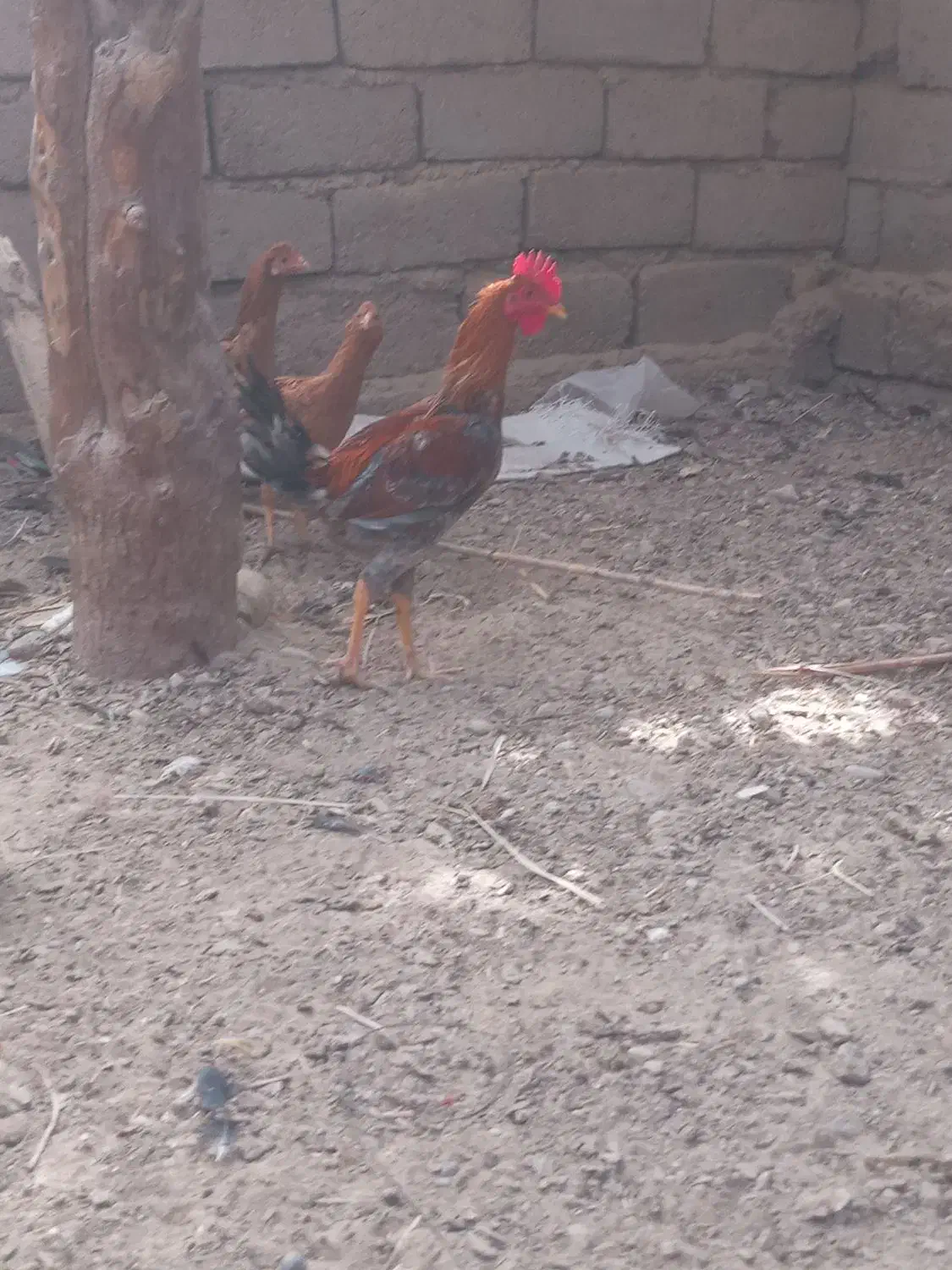 سه تا خروس دورگه|حیوانات مزرعه|جزنیک, |دیوار