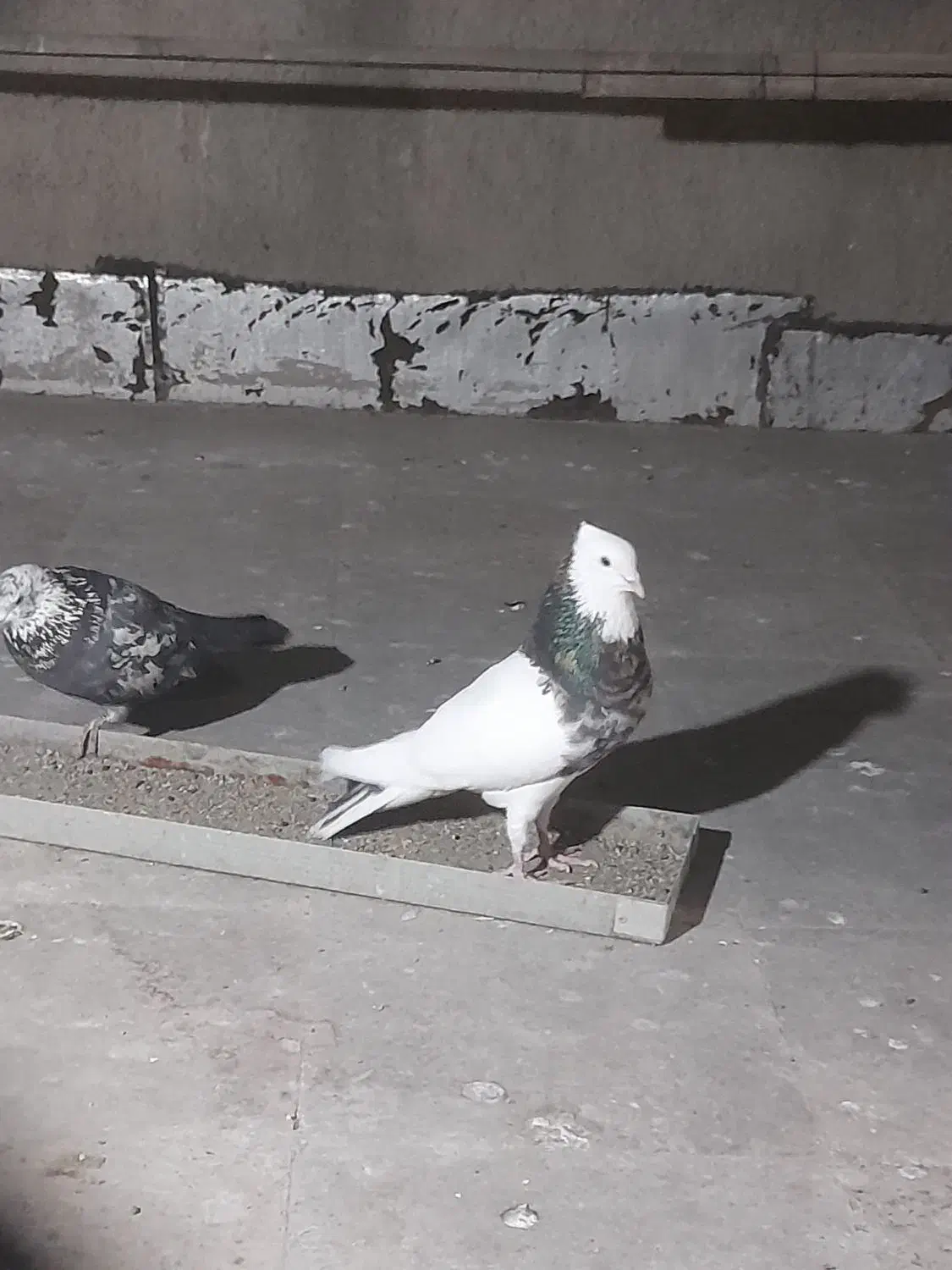 طوقی|پرنده|شهریار, شهریار|دیوار