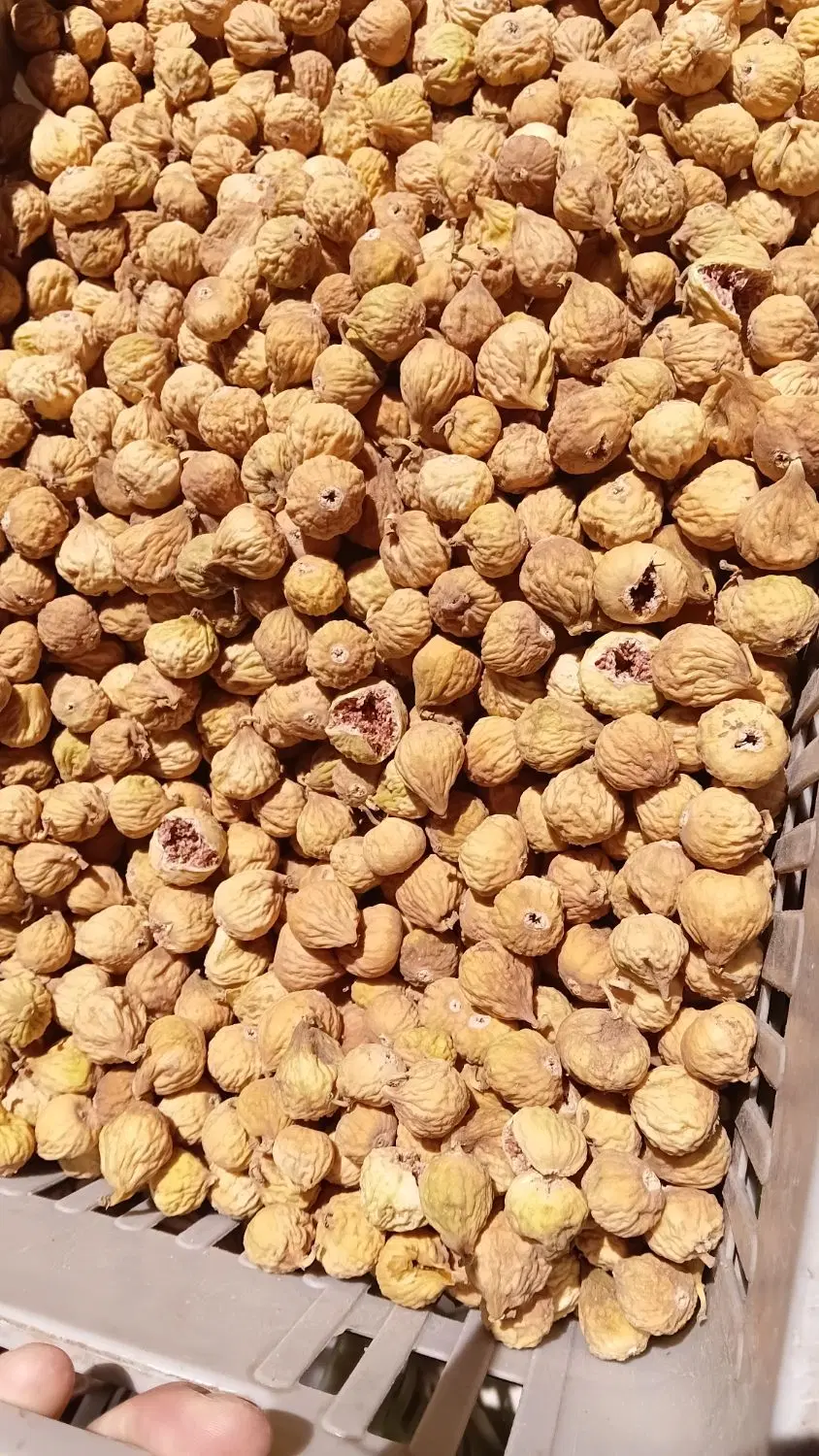 انجیر تازه نرم و خوش طعم بدون نگهدارنده|خوردنی و آشامیدنی|شیراز, شهرک فرهنگیان|دیوار