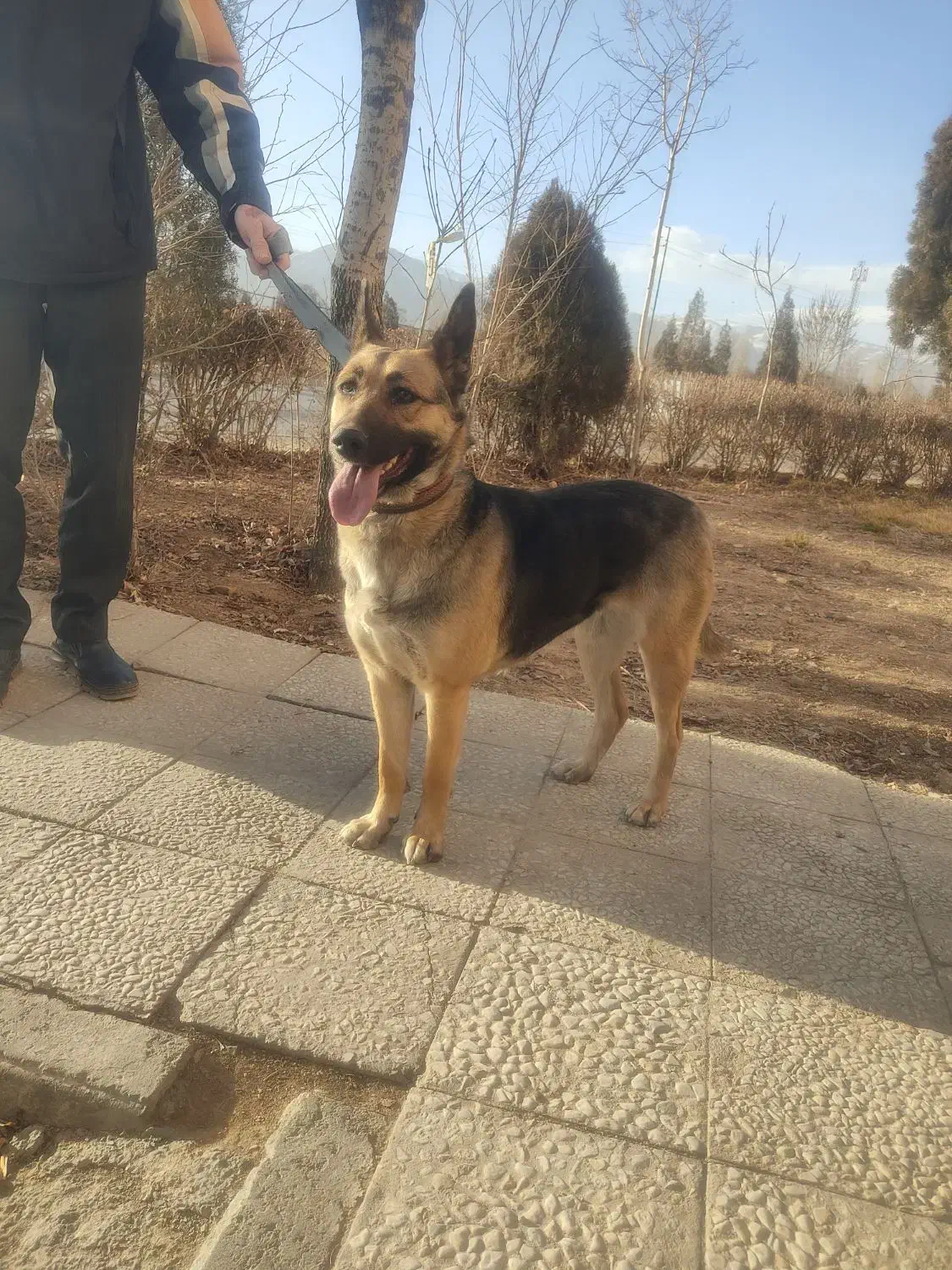 سگ گمشده|حیوانات|اراک, |دیوار