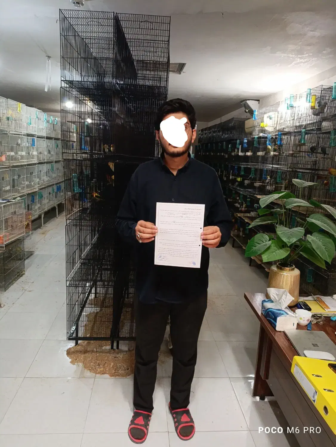 طوطی اوپلاین لوتینو مولد جوجه جفت قفس نر ماده|پرنده|مشهد, دانشجو|دیوار