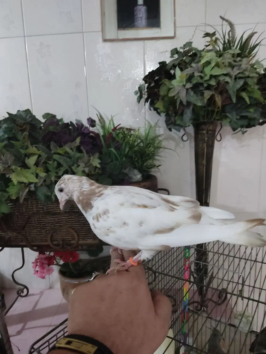 کبوتر ماده|پرنده|نهاوند, |دیوار