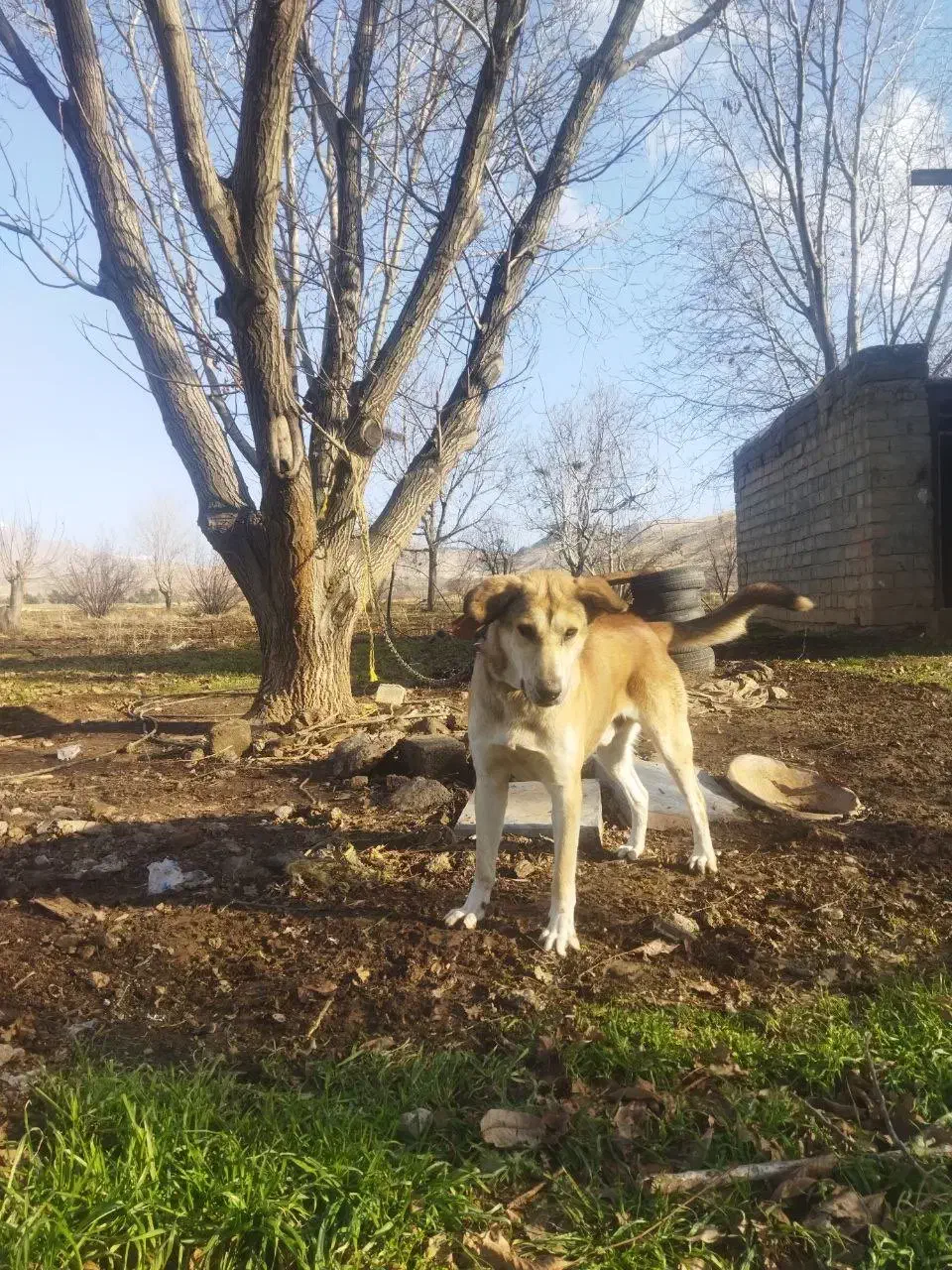 سگ پژدر نر گمشده|سگ|صحنه, |دیوار