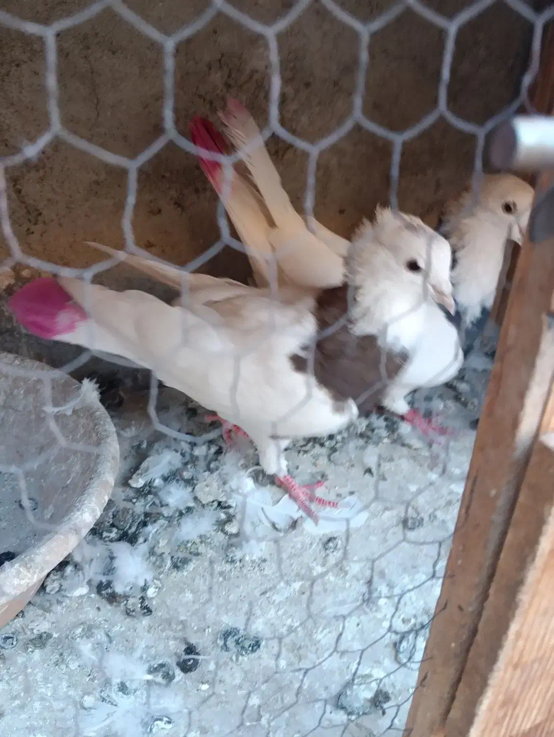 کفتر طوقی|پرنده|شهریار, شهرک بهاران (ویره)|دیوار