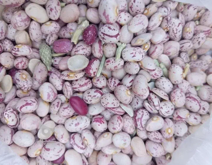 حبوبات|خوردنی و آشامیدنی|شاهین‌شهر, شهرک میلاد|دیوار