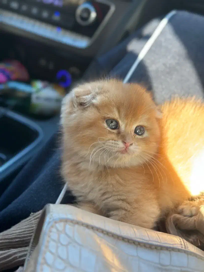 گربه اسکاتیش فولد|گربه|تبریز, |دیوار