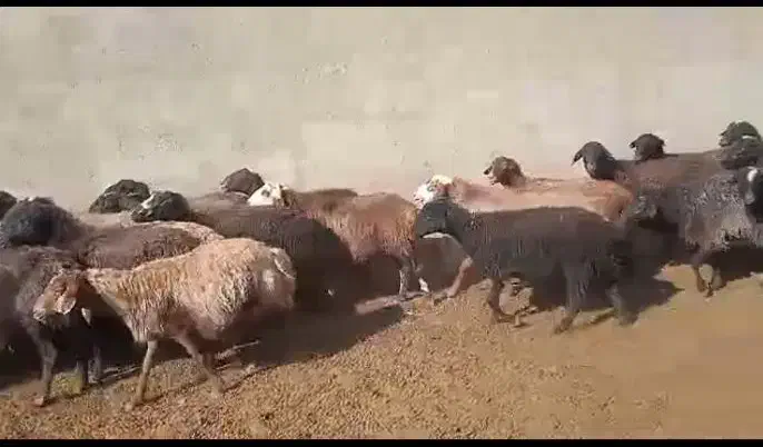 شیشک و میش بره دار و آبستن|حیوانات مزرعه|جوادآباد, |دیوار