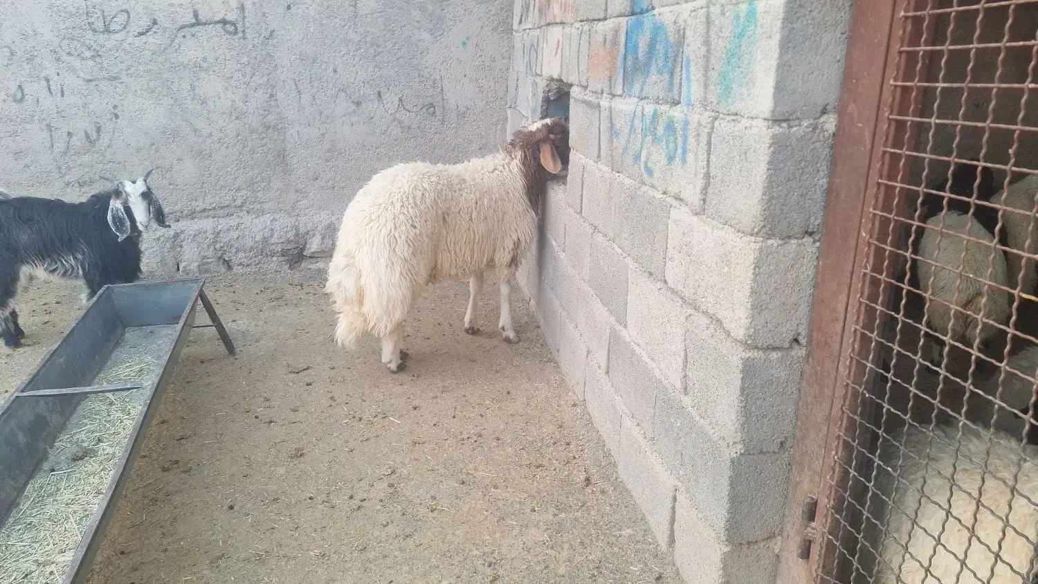 بره قوچی|حیوانات مزرعه|آبدانان, |دیوار