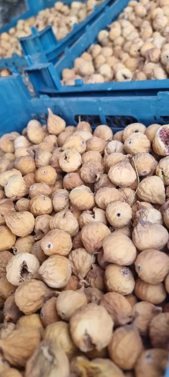انچیرسفید گوشتی در کوار|خوردنی و آشامیدنی|شیراز, بید زرد|دیوار