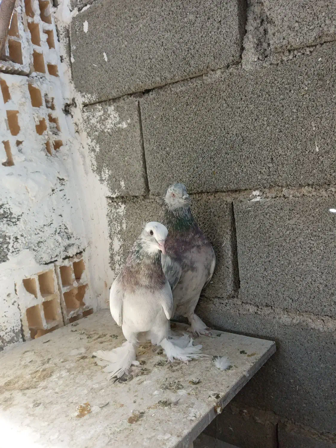 کبوتر بلند پرواز|پرنده|صباشهر, |دیوار