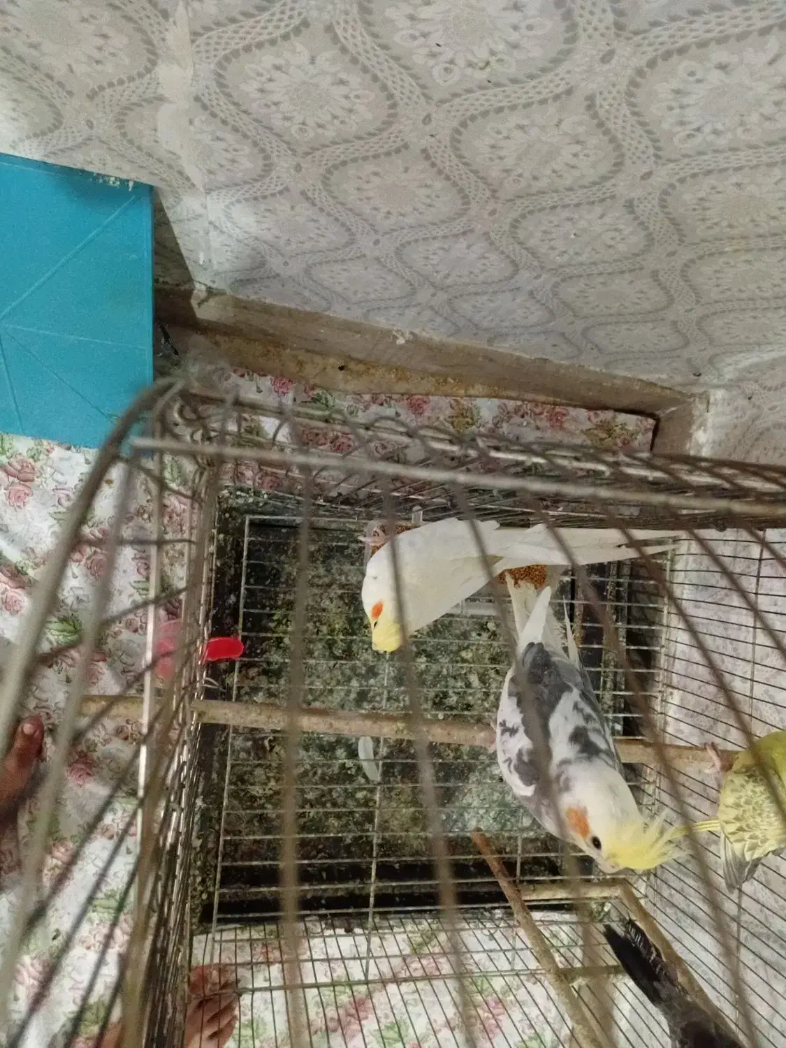 2جفت عروس هلندی|پرنده|کرج, عظیمیه|دیوار