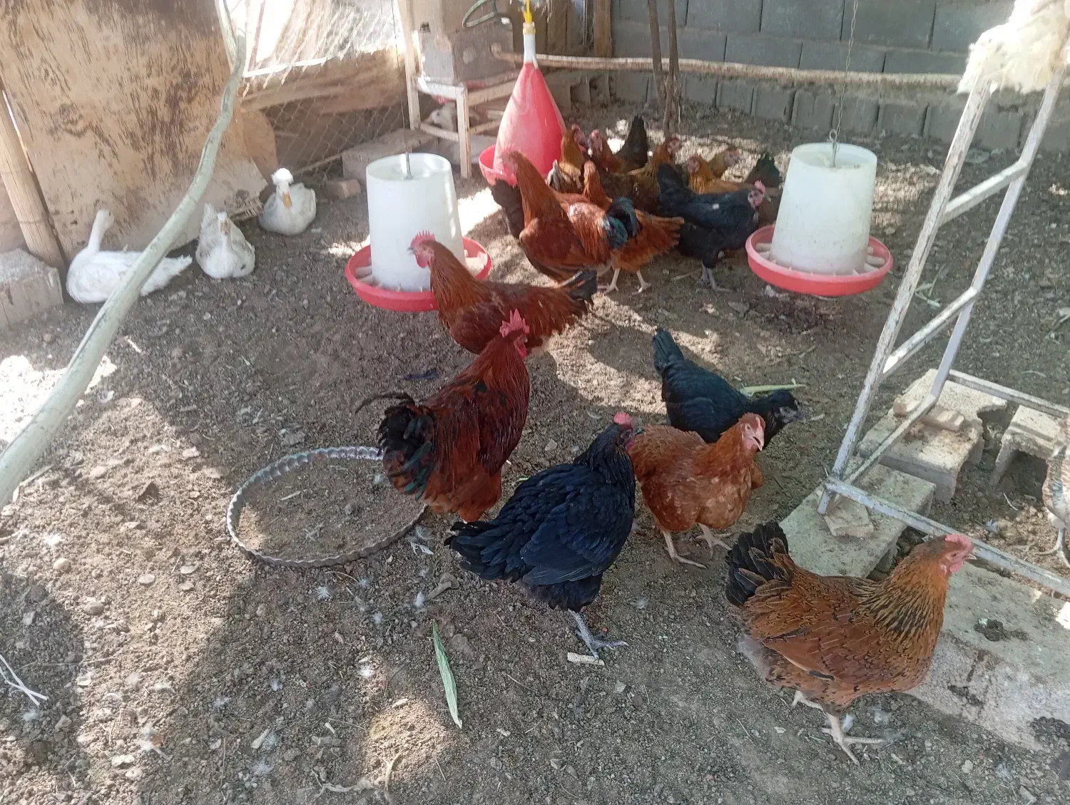 عرضه تخم بوقلمون و مرغ نطفه دار|حیوانات مزرعه|شاهین‌شهر, شهرک میلاد|دیوار